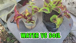 Coleus propagation soil vs water [upl. by Notsuj]