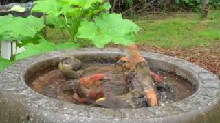 Red Crossbills at garden Bird Bath [upl. by Archie83]