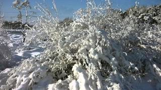 De Kalmthoutse Heide in de sneeuw 2 [upl. by Leavelle]