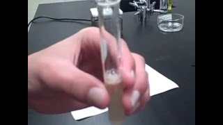 Catalase Enzyme Lab Test 4  Part II Mr Pauller [upl. by Yentuoc59]