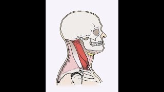 Sternocleidomastoid SCM exercise [upl. by Hadihsar]