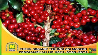 CARA CEPAT MENINGKATKAN HASIL PANEN KOPIPUPUK TERBAIK PETANI INDONESIA [upl. by Nobie]