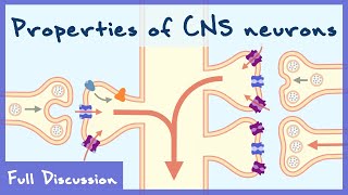 Properties of Neurons In The Central Nervous System Neurophysiology  Full discussion [upl. by Yrtneg478]