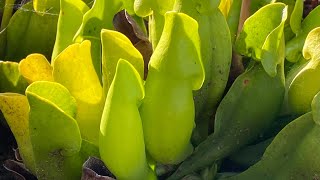 Potting Sarracenia purpurea [upl. by Mutat]