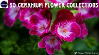 50 Geranium Flower Collections [upl. by Ahsieat101]