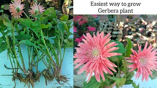 Gerbera plant propagation  How to grow Gerbera plant  Easy and simple way to grow Gerbera [upl. by Aisek116]