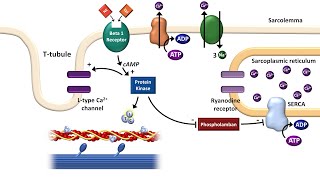 Cardiac ExcitationContraction Coupling [upl. by Joycelin]