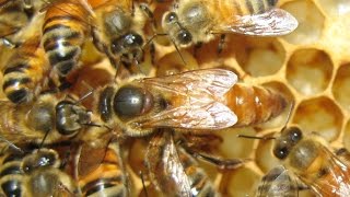 How to make queen mating nuc [upl. by Priestley]