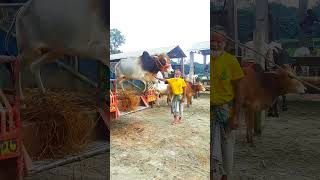 qurbani gorur haat funny videos [upl. by Pussej]