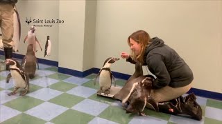 St Louis Zoo  Penguins Getting Weighed [upl. by Mickey]