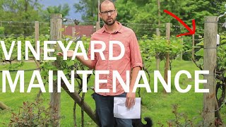 Backyard Vineyard  Annual Maintenance to Prevent Problems and Make Great Grapes [upl. by Nydroj]