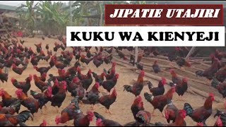 TAJIRIKA KWA UFUGAJI WA KUKU WA KIENYEJIMambo matano muhimu ya kufuga kuku wa kienyeji kisasa [upl. by Andromada]