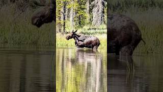 Majestic Moose in the Lake A Serene Encounter  Grand Teton National Park  Road Trip Series 🚗 [upl. by Mencher]