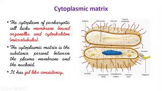 Bacterial Cell membrane  Spores  Cysts  Chapter  6  1st Year Biology [upl. by Ajnos]