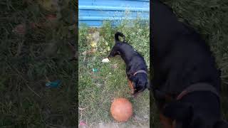 Dog Masti 🐕🐕rottweiler shorts subscribe bollywood [upl. by Singleton763]