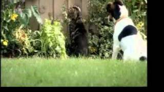 Pets At Home Advert [upl. by Secnarfyram]