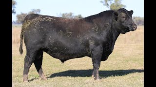 LOT 7 BOORAGUL QUINELLA T70 [upl. by Enimajneb]