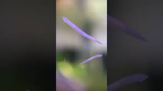 planaria flatworm shrimp aquascape [upl. by Anedal489]