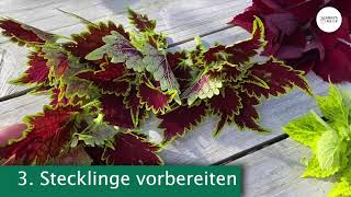 GMU Workshop Wie nehme ich Ableger von meiner Buntnessel Coleus [upl. by Hong]