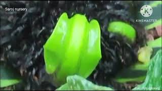 A beautiful Birds Nest Fern in my Garden viralvideos viralyoutubevideos viral [upl. by Hehre]