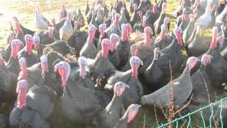 Talking to turkeys [upl. by Sproul]