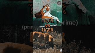 Liger vs Tiger shorts animals tiger edit [upl. by Llehsar]