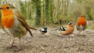 Videos y Película Para Gatos  Canto de Aves [upl. by Einiar669]