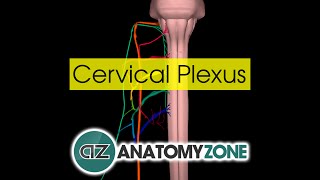 Cervical Plexus  Anatomy Tutorial [upl. by Tedda]