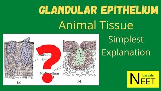 Glandular Epithelium  Animal Tissue  Lecture 5  Class 11  Biology  NEET 12 May 2021 [upl. by Htederem]