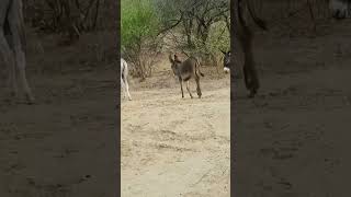 Donkeys live in my village animals donkeyvillage ytshortsvideo ytshorts [upl. by Einnus]