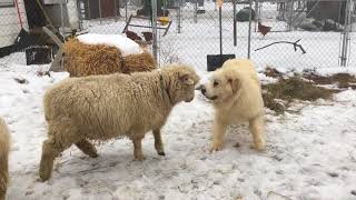 Great Pyrenees Meeting sheep for first time [upl. by Hazel]