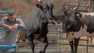 ASI SE VIVE UN DIA DE TRABAJO EN RANCHO LA CIÉNEGA DE JUAN JAIMES DE PALMAR CHICO ESTADO DE MÉXICO [upl. by Azirb]