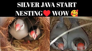 silver java na nesting start kar di ♥️🥰 mashallah ♥️ [upl. by Airotciv]