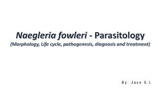 Naegleria Fowleri  Parasitology [upl. by Sully]