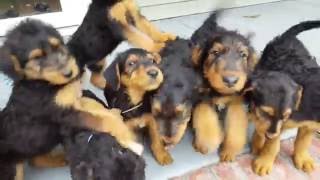 Airedale Terrier Puppies for Sale  S amp S Family Airedales  Off Porch Puppies [upl. by Margaux598]