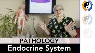 Endocrine System Pathologies [upl. by Nosiddam764]