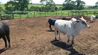 CONFINAMENTO DE GADO TRADICIONAL NA NOSSA REGIÃO EM GOIAS [upl. by Josias]