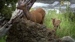 Une femelle wapiti défend son petit contre un loup [upl. by Kenwee324]