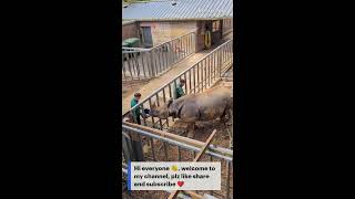 Zoo Keepers Applying Ointment On Rhino [upl. by Correy]