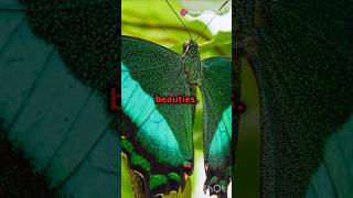 Top 10 Most Beautiful Butterfly species butterfly 🦋🦋 [upl. by Aehs842]