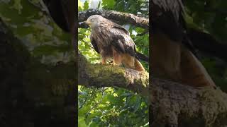 Red Kite Llandeilo Wales 310724 birdingnorthdevon [upl. by Anegue]