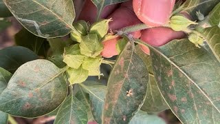 ASHWAGANDHA Withania somnifera  Medicinal plant identification  Dr Naser Jani [upl. by Aeikan]