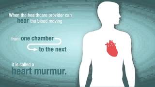 Heart Murmurs  Quick Review  Stenosis Regurgitaion AS AR MS MR PS PR MVP TS TR [upl. by Wharton797]