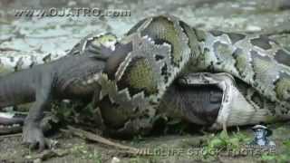 Snake eats Crocodile In Time Lapse SpeedFLVbuntha21 [upl. by Masry]