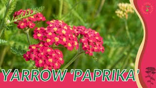 YARROW PAPRIKIA Information amp Growing Tips Achillea millefolium [upl. by Peyter]