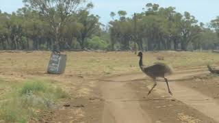 Emu running Queensland Outback bush [upl. by Edbert]