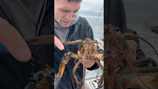 Removing a parasite from a lobster maine lobster interesting didyouknow education learn [upl. by Doownelg]