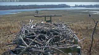 March 13 2024 osprey at perch first osprey visit of the year [upl. by Hadden]