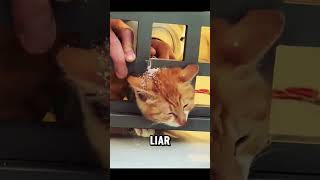 Kasihan Kucing ini kepala terjebak di pagar besi catlover kucing cat [upl. by Frentz497]