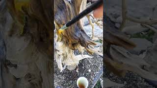 How to apply Lime Sulfur on Bonsai [upl. by Allisan224]